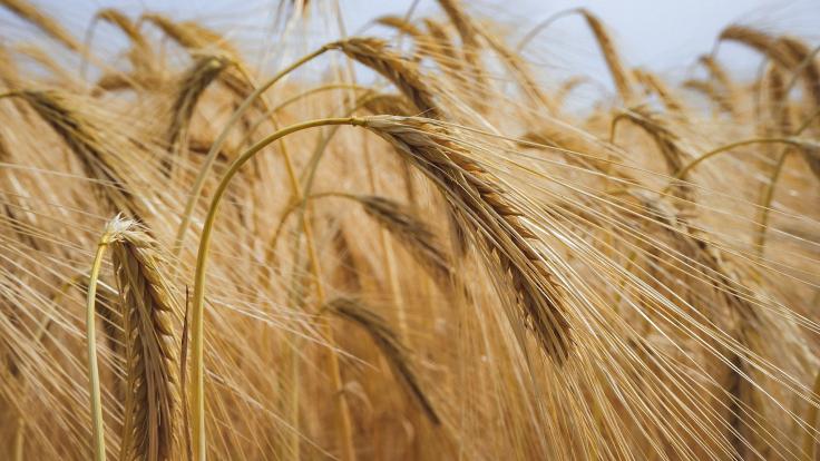 Česká Lípa a okolí: Pronajměte svoji zemědělskou půdu, výhodné nabídky pachtu