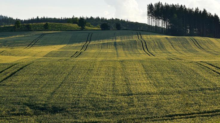 Zděděná zemědělská půda: prodat, nebo propachtovat?
