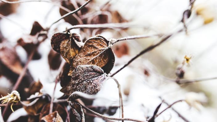 Nepříznivé klimatické podmínky ovlivňují úrodu